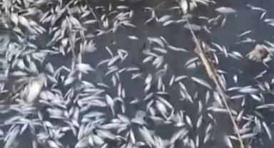 Bursa’da Uluabat Deresi’nde Binlerce Ölü Balık