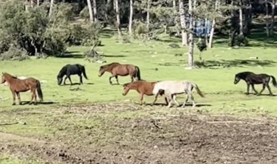 Bursa’da yılkı atlarının özgürlük gezisi