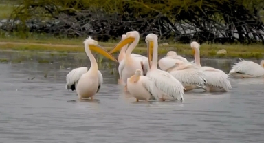 Göç eden pelikanlar Bursa’da mola verdi