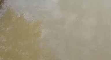 Bursa'da deredeki su samuru şaşırttı