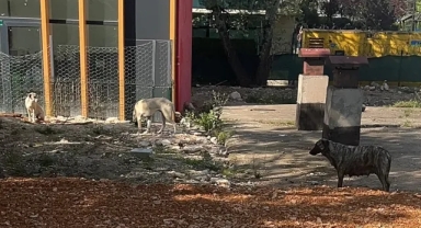 Bursa'da veliler diken üstünde! 