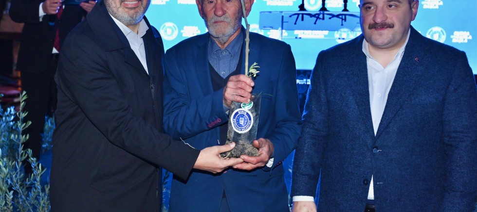 Bursa zeytininde hasat bereketi