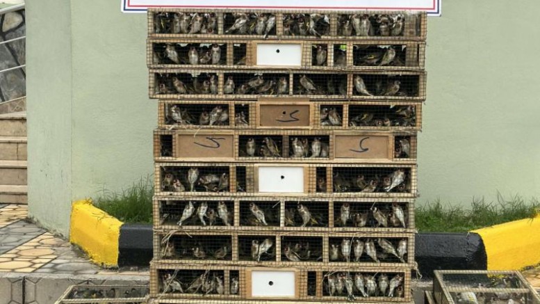 Hatay'da 4 bin saka kuşu ele geçirildi